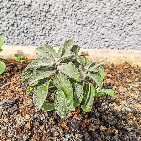 Caleta De Interian Loft Sasy